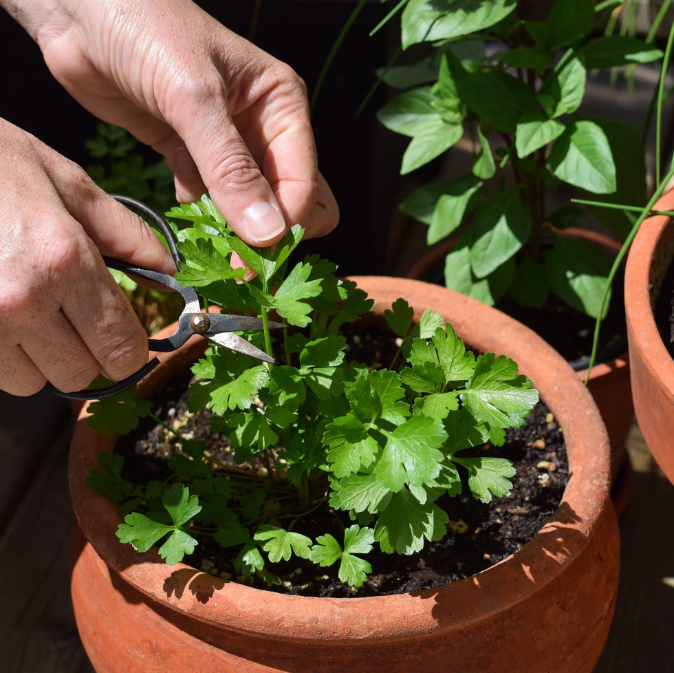 fall vegetable garden parsley fall vegetable garden parsley