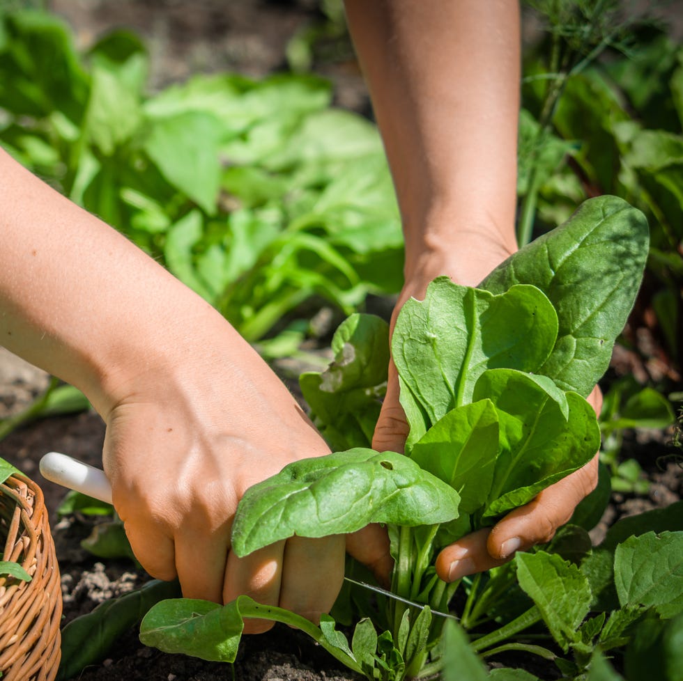 fall vegetable garden spinach fall vegetable garden spinach