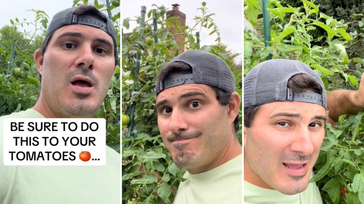 Expert gardener reveals simple hack to maximize your late-season tomato harvest: ‘Solid advice’ "Thanks for this tip."