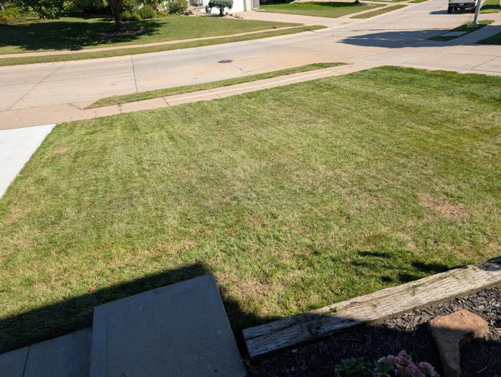 Day 16 - Absolutely love my overseed results