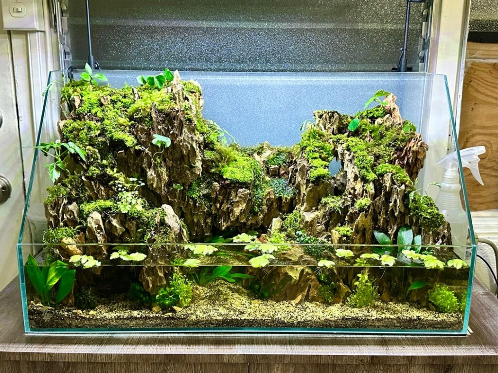 First time mossarium/paludarium!