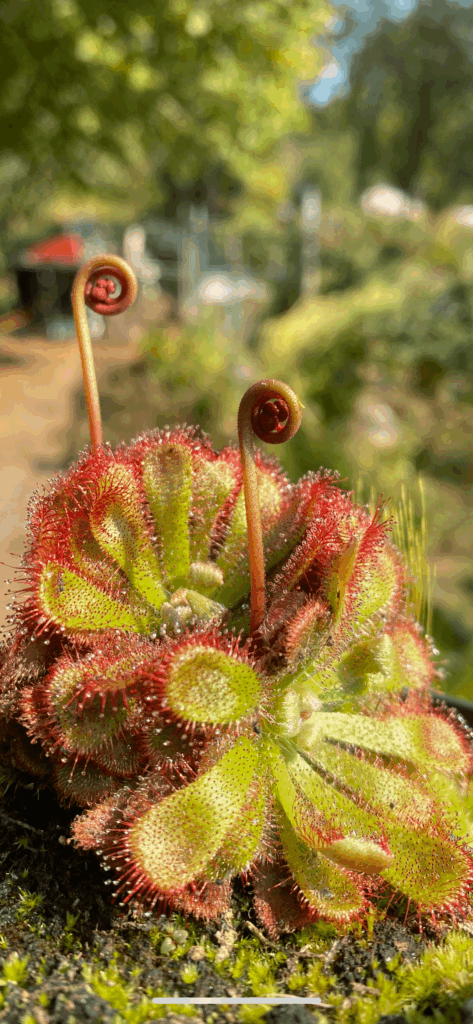 20 years growing and sundews are still my favourite