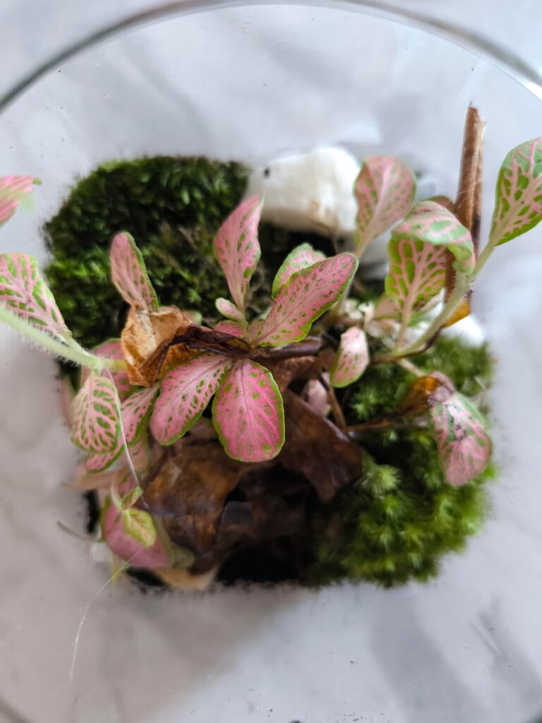 Need help for a terrarium in bad situation Need help for a terrarium in bad situation