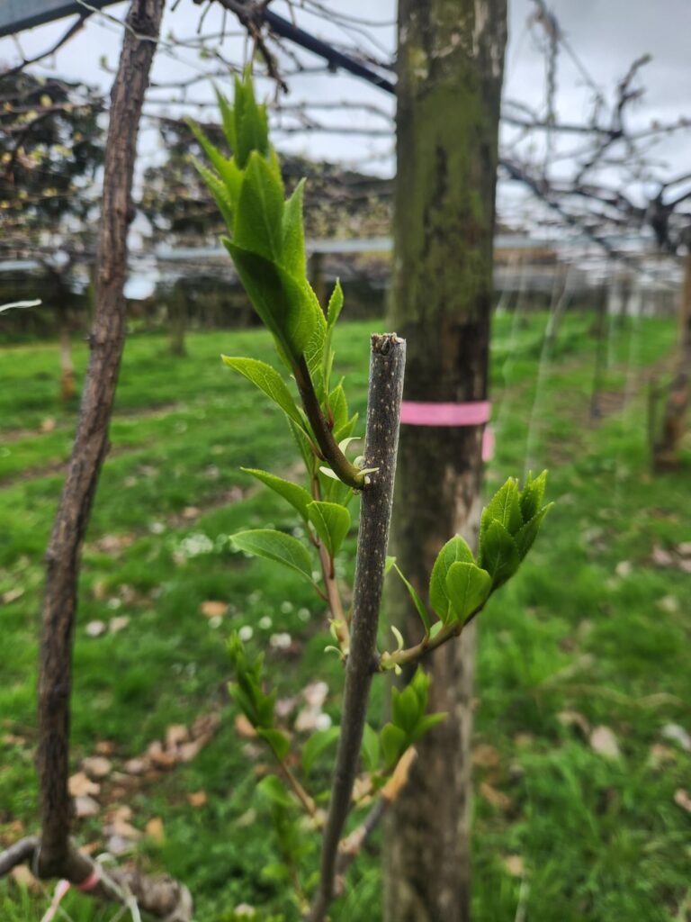 What the freak is this growing out of my kiwifruit vine????? Me and my boss were tripping out at the sight of it and he's been in the industry 25+ years