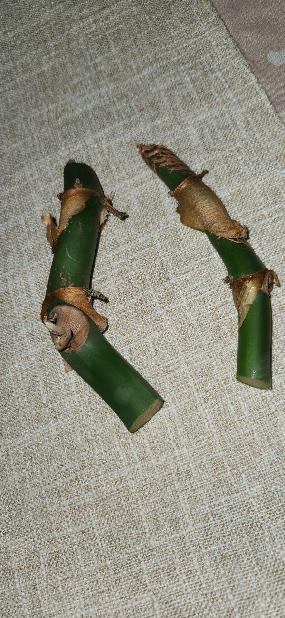 Will these philodendron giganteum cuttings root?