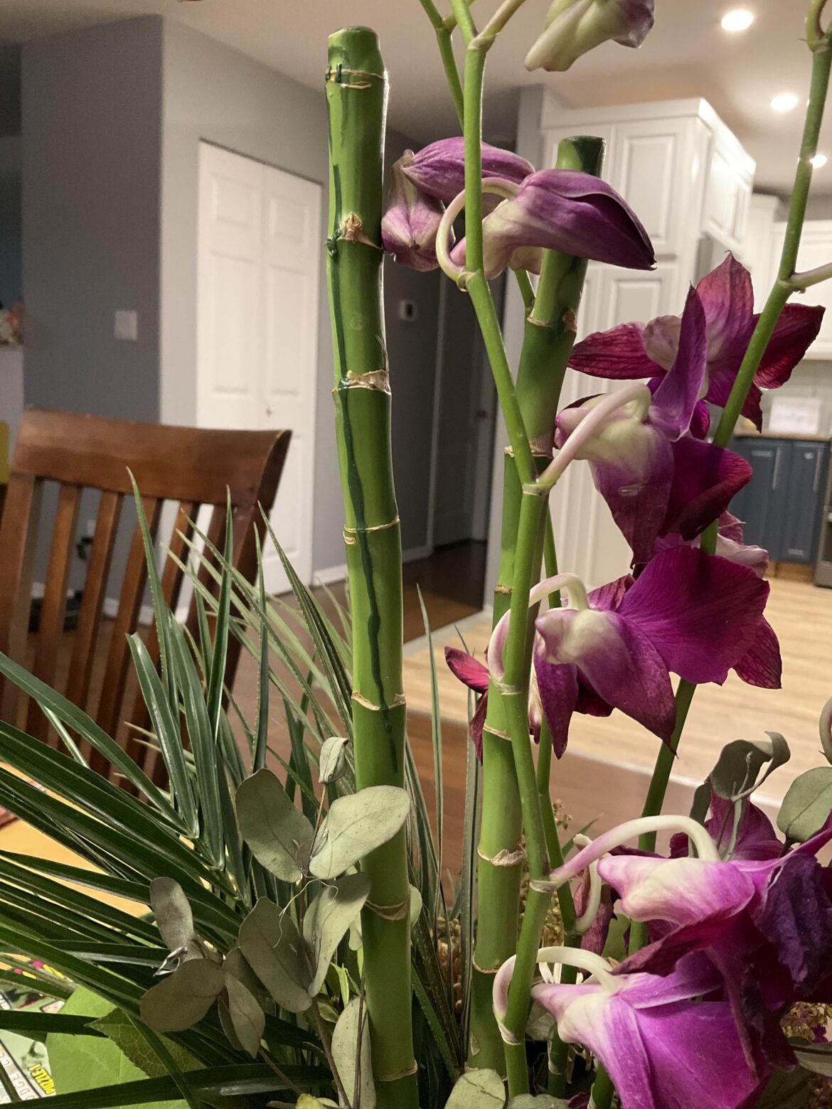 Can I propagate the bamboo from this arrangement?