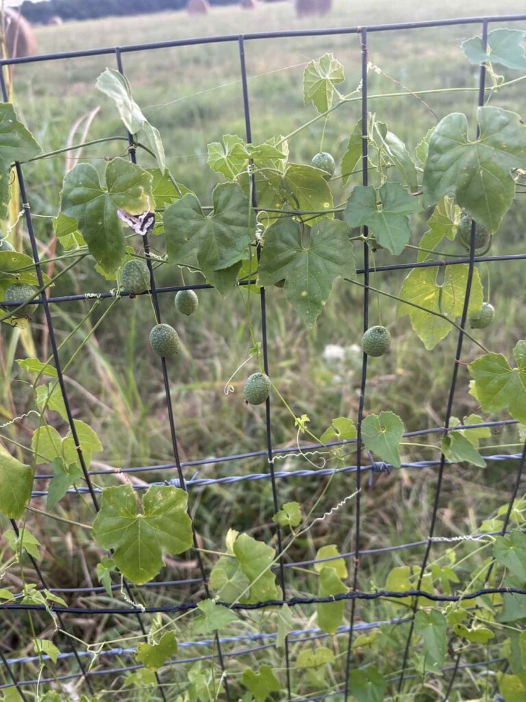 It's a vine growing on my fence, has berries?