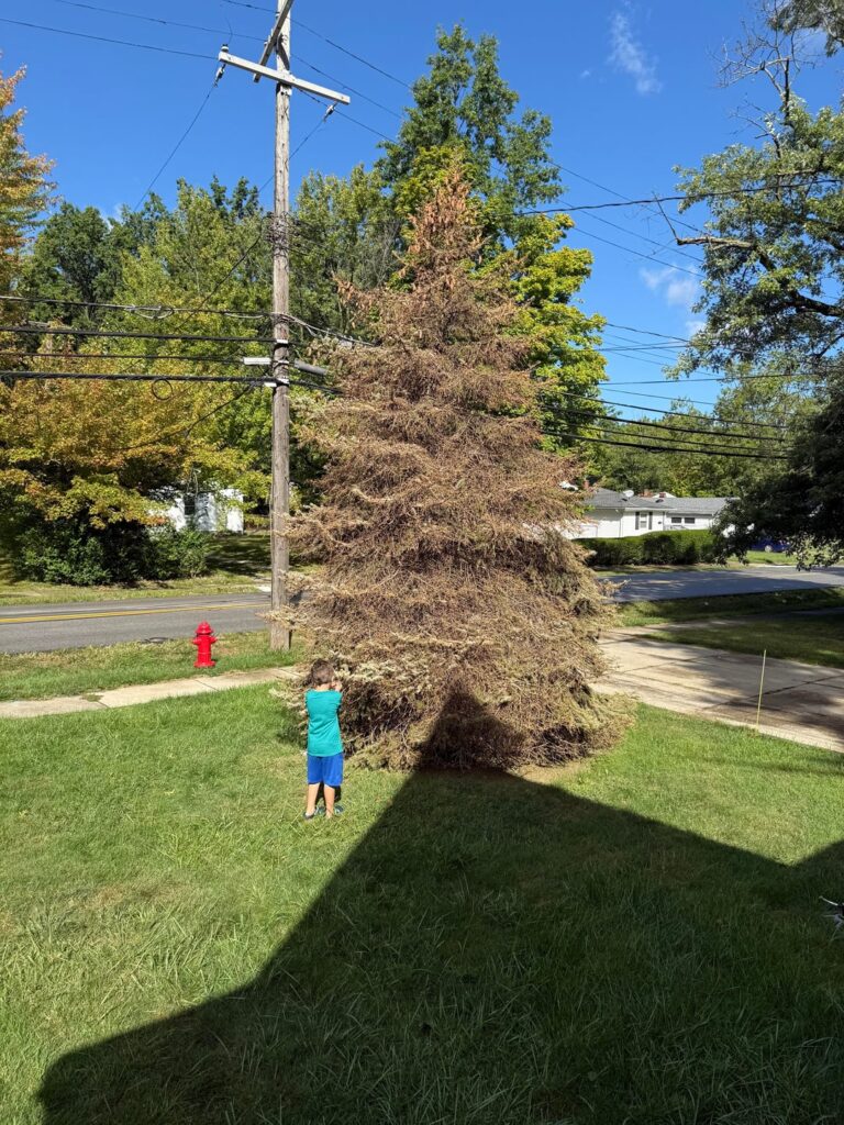 Evergreen died?