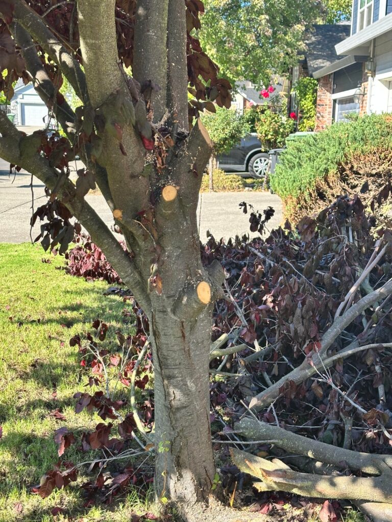 Neighbors cherry tree. Good job or not? Neighbors cherry tree. Good job or not?