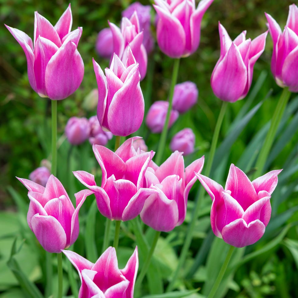pink tulips in pots