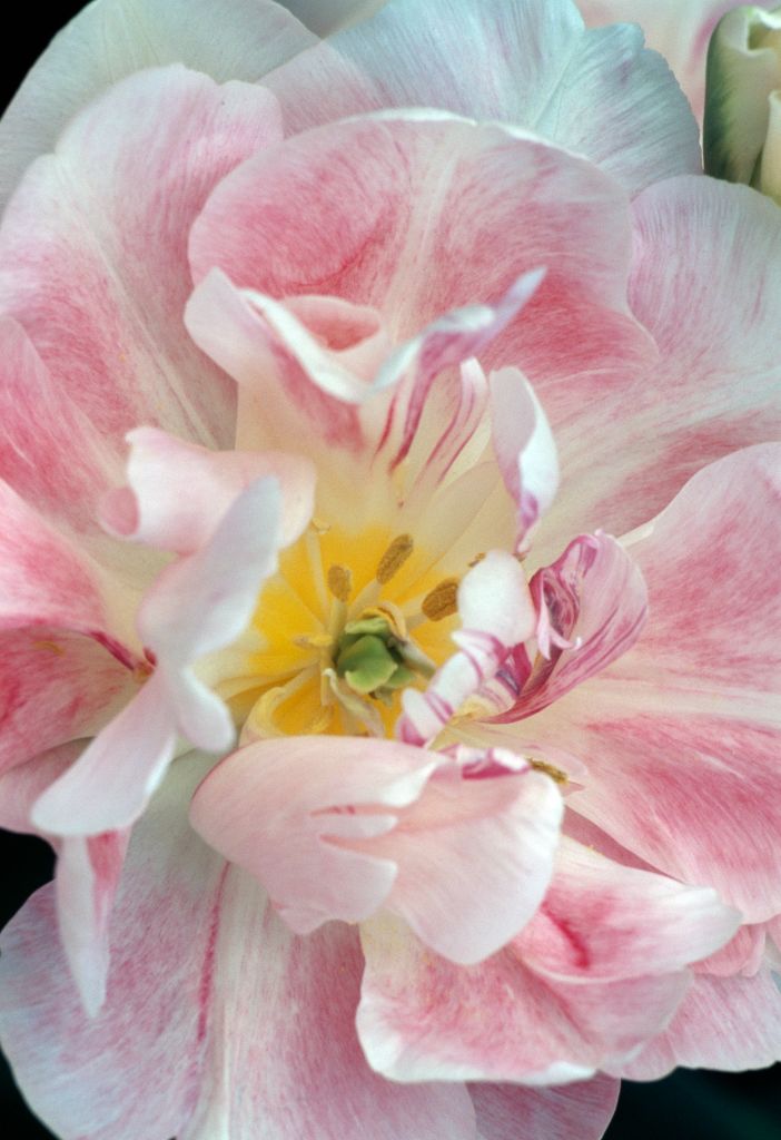 Closeup of Tulipa Angelique