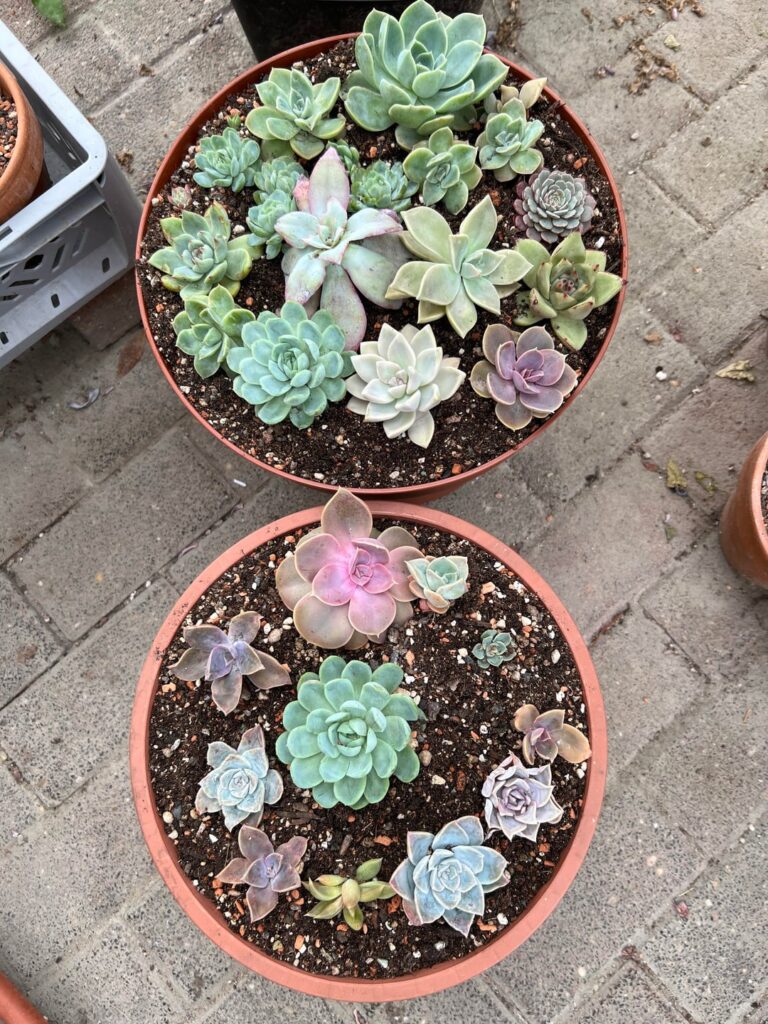 Potted up some plants I put in the ground before winter comes
