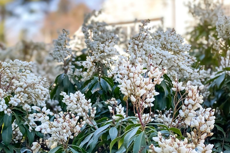 Lily of the Valley shrub