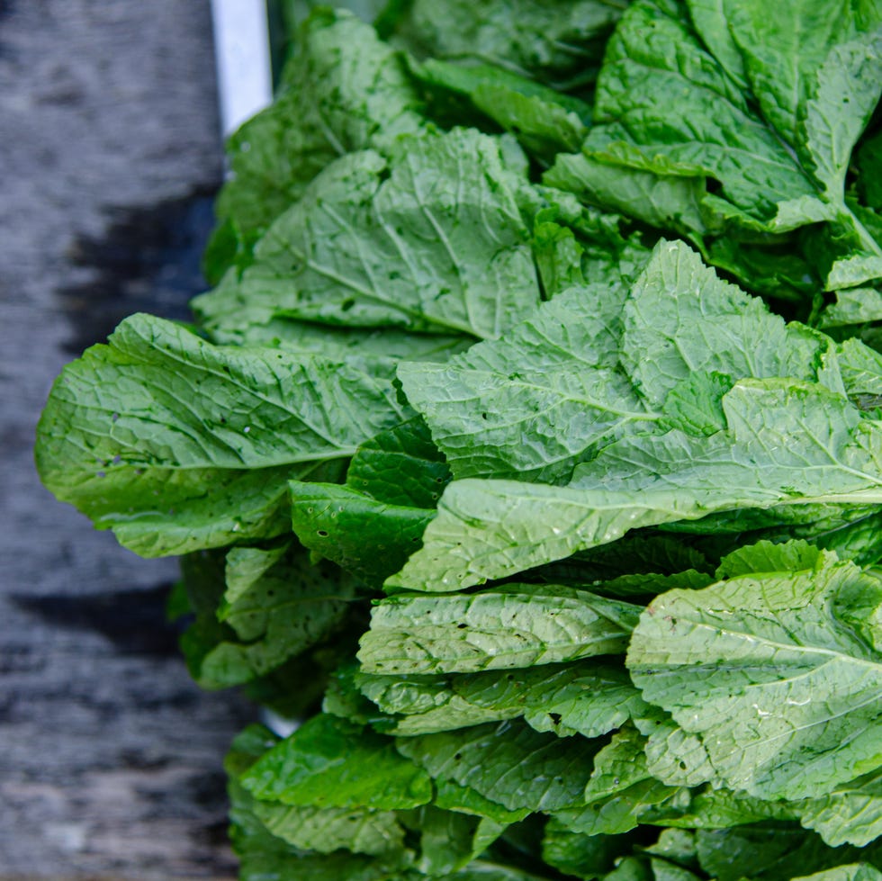 fall vegetable garden mustard greens fall vegetable garden mustard greens