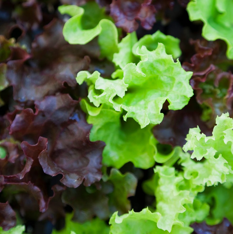 fall vegetable garden lettuce fall vegetable garden lettuce