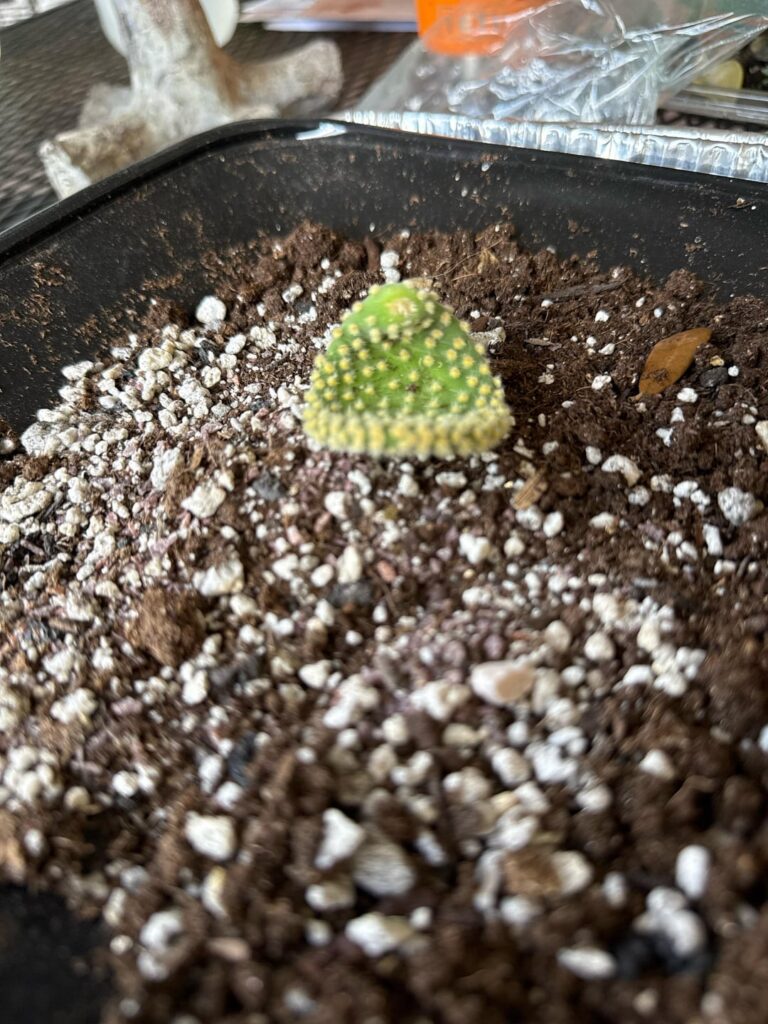 Bunny ear cactus