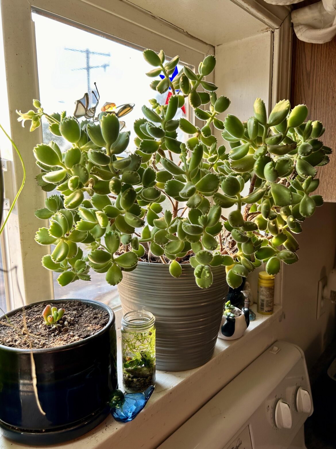 Bear Paws are the cuddliest of houseplants