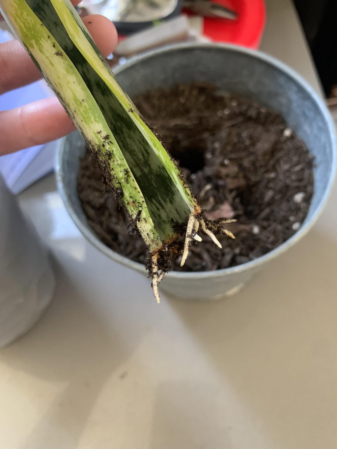 Snake plant!