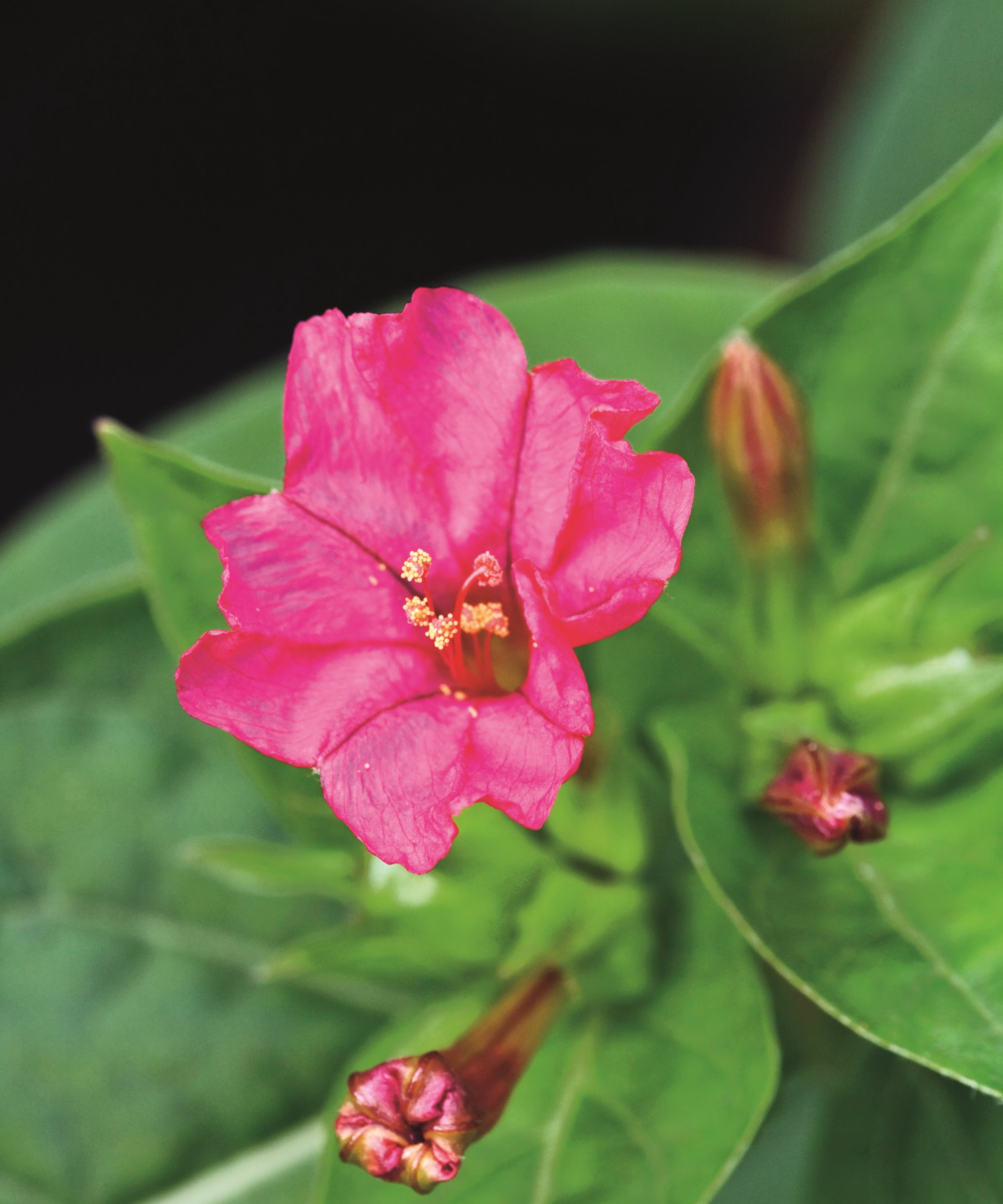 The bright pink bloom of a four o&rsquo;clock plant, or Mirabilis jalapa