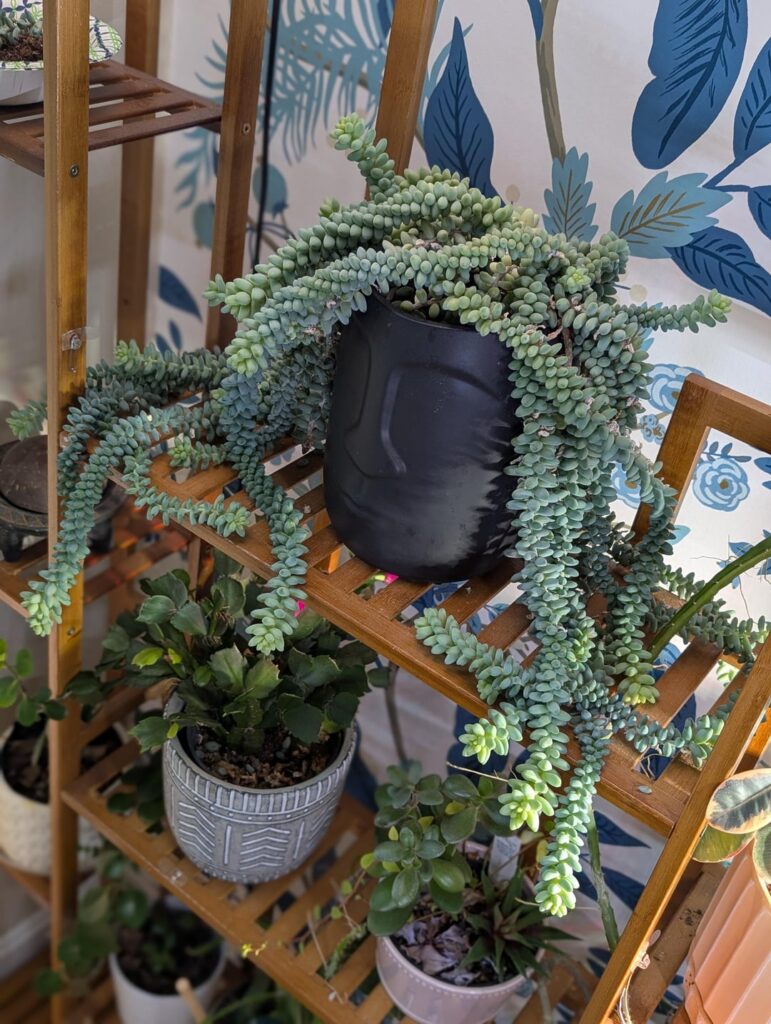Introducing my favorite plant, Medusa
