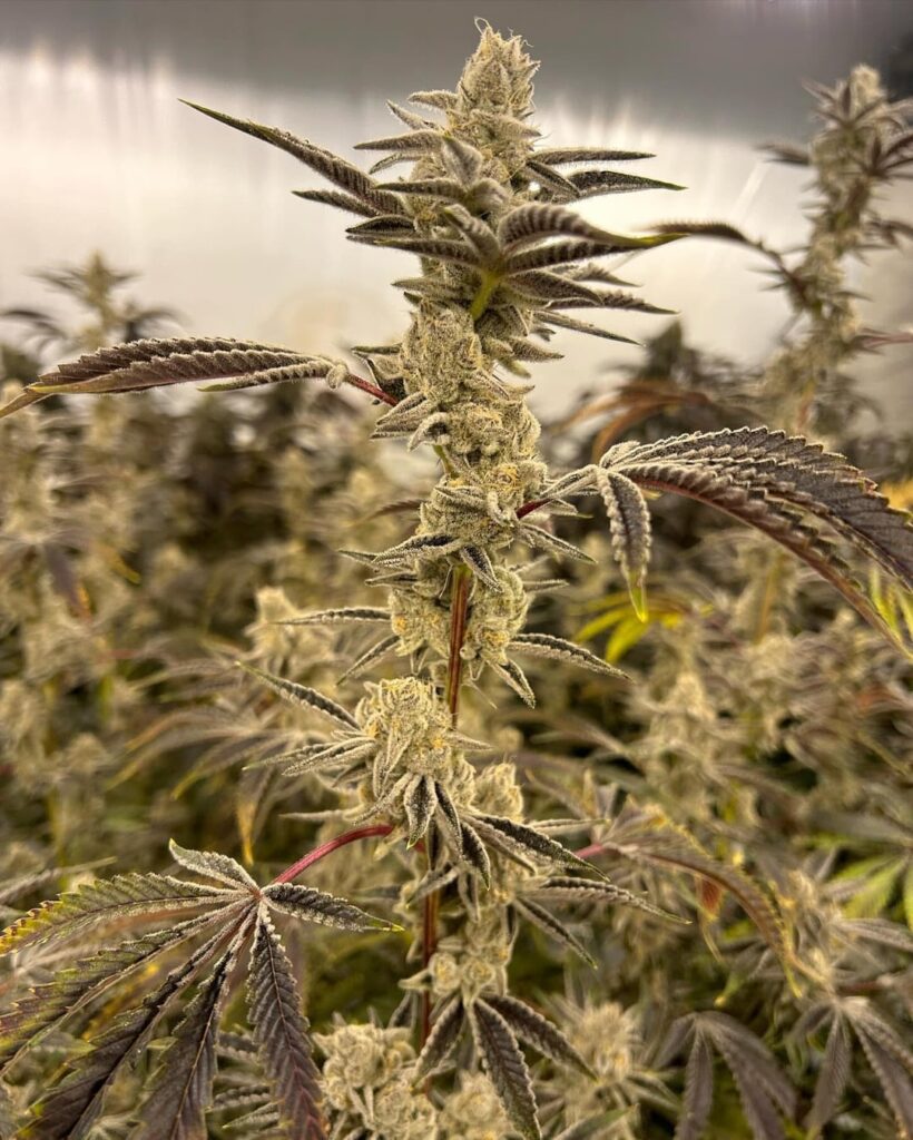 Platinum Lemon Cherry Gelato