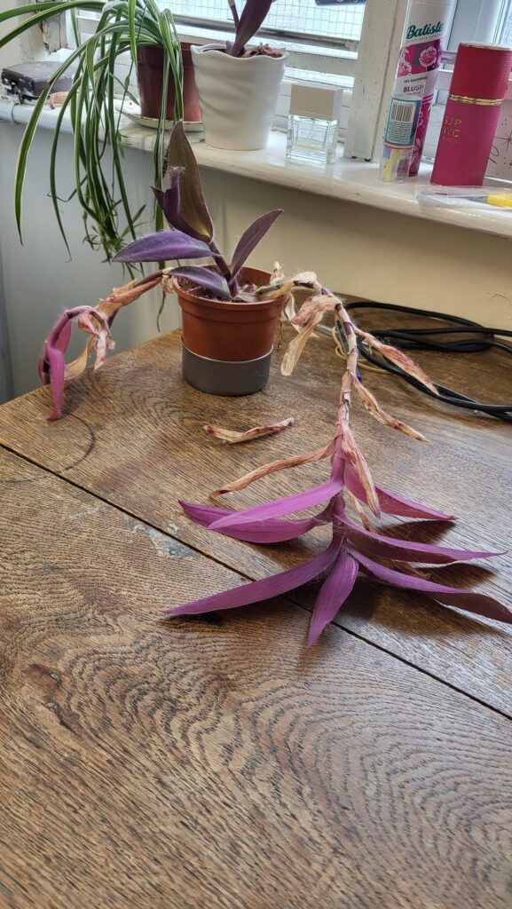 Plant I saved from work :)