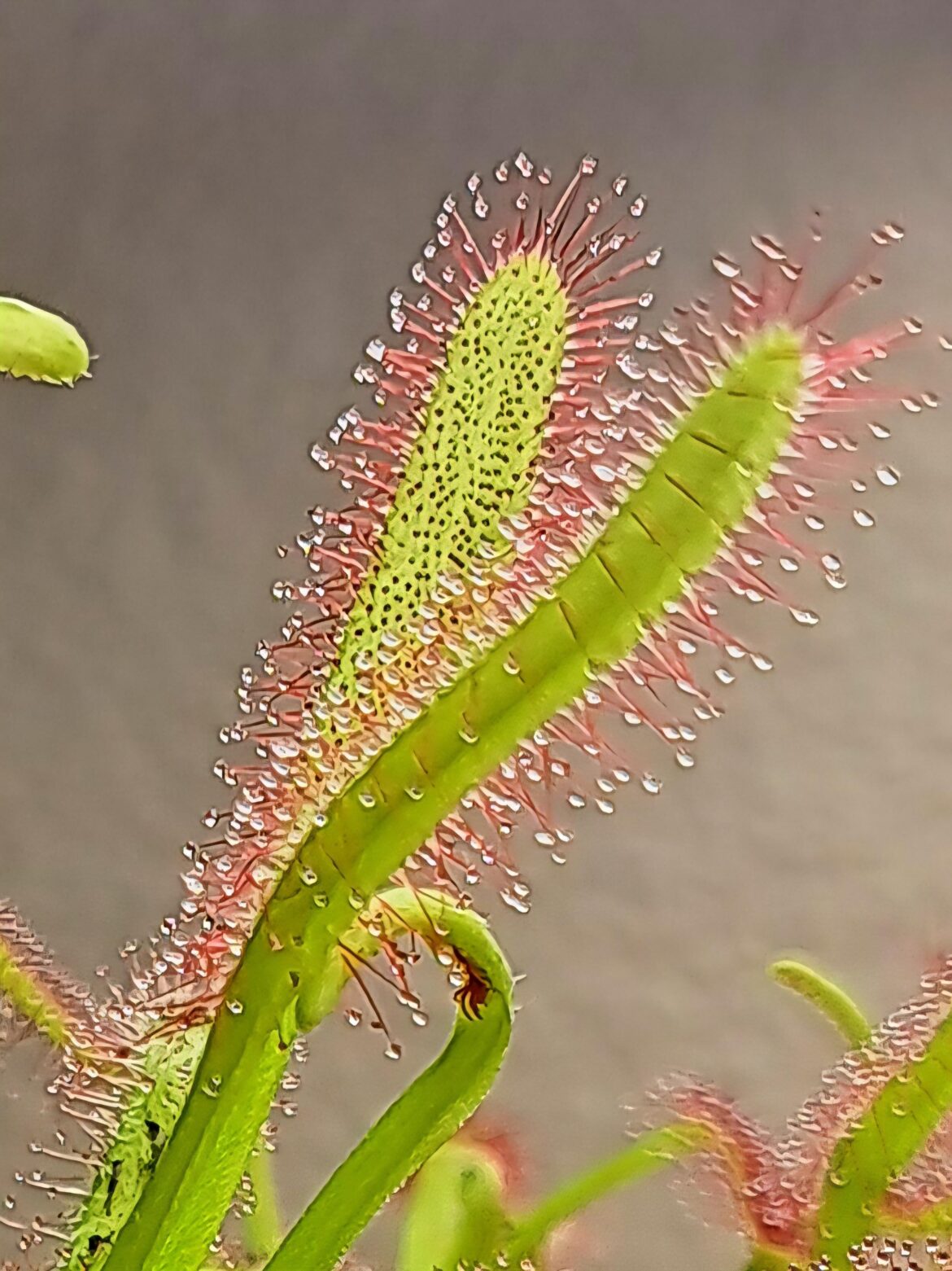 What a cool plant