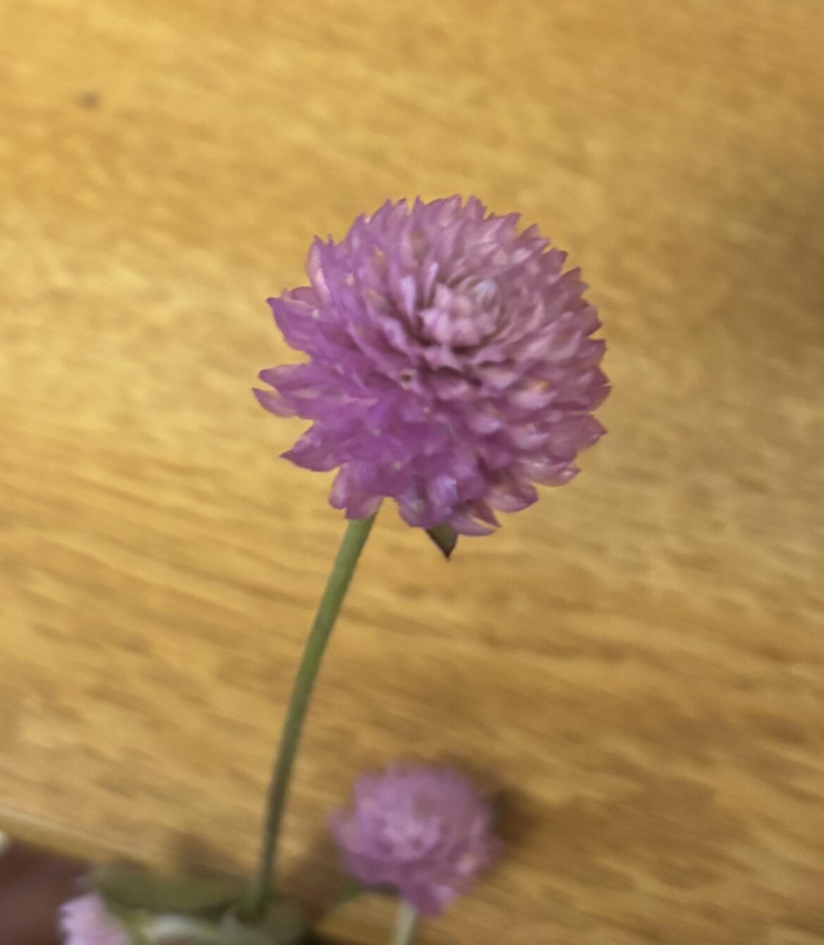 Pretty Flower my friend gave me for my birthday