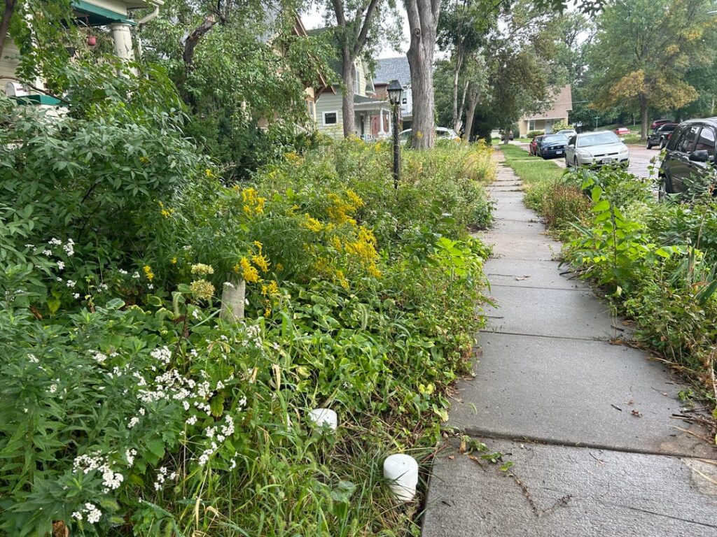 What does it look like when planting native happens as a mass community effort? (Part one)