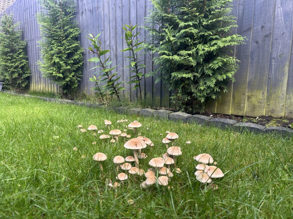 What kind of mushrooms is this growing suddenly in my garden? I live in Manchester, UK.