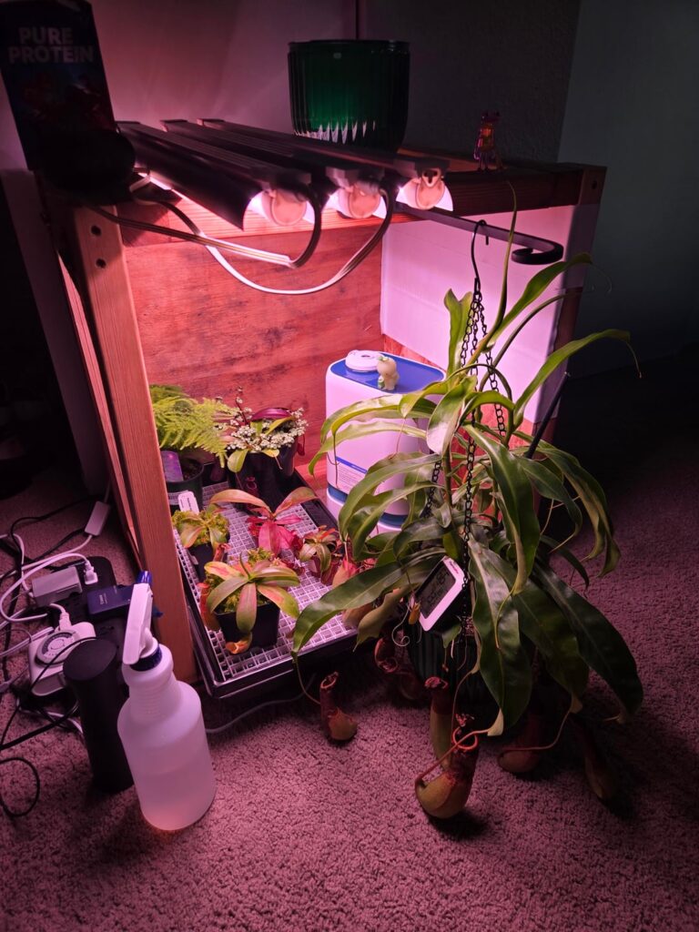 my mini nepenthes greenhouse as a college student