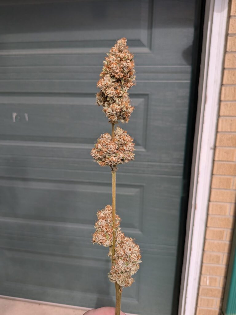 Godfather OG Godfather OG