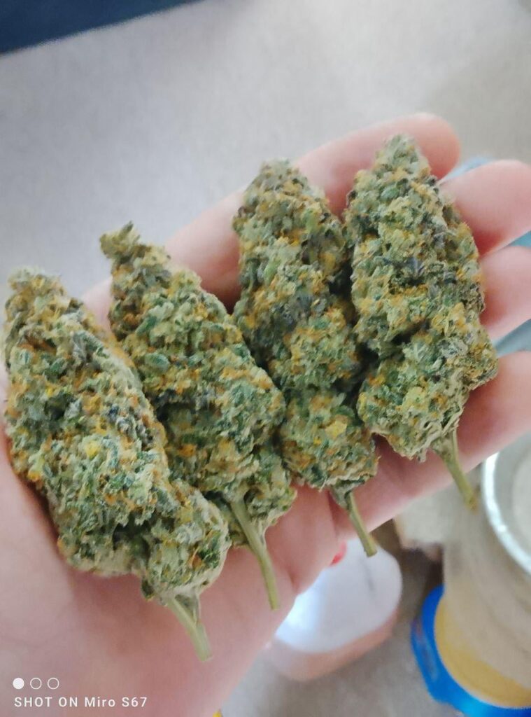 Budz 😊 PS2