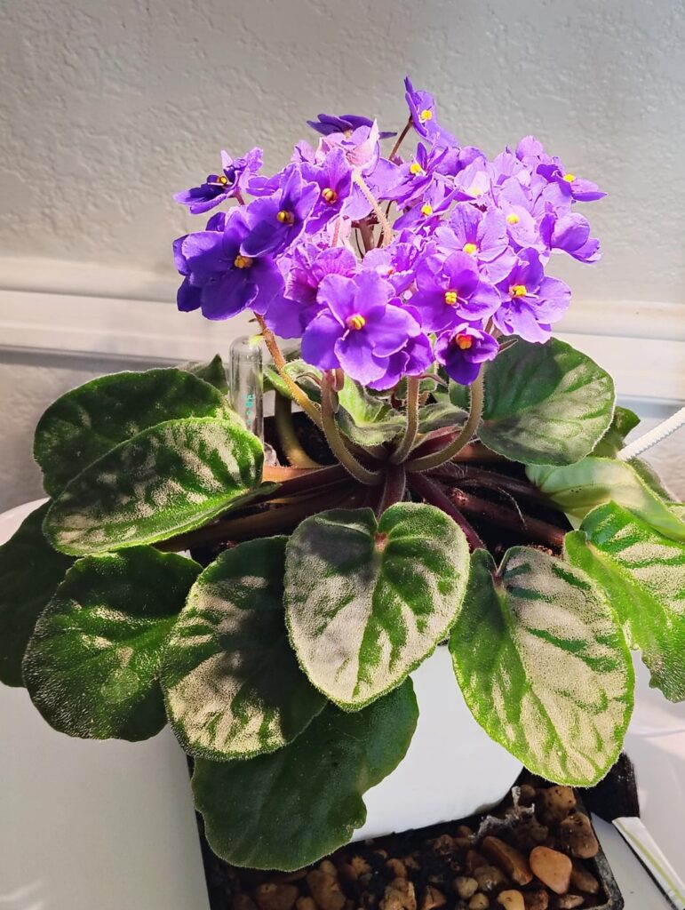 Is mom’s African Violet doing okay? Is mom's African Violet doing okay?