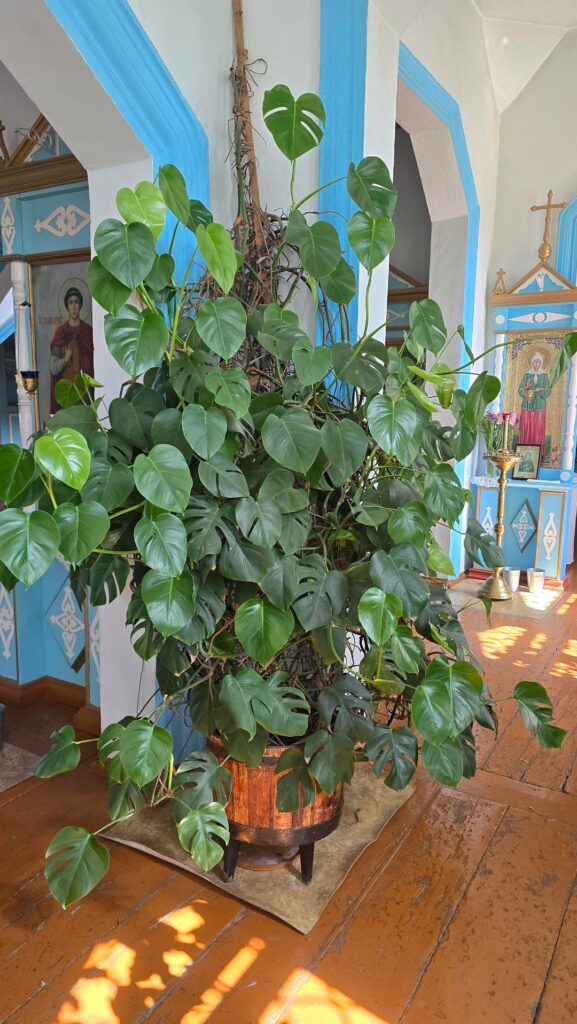 Monstera in a Cathedral 💚