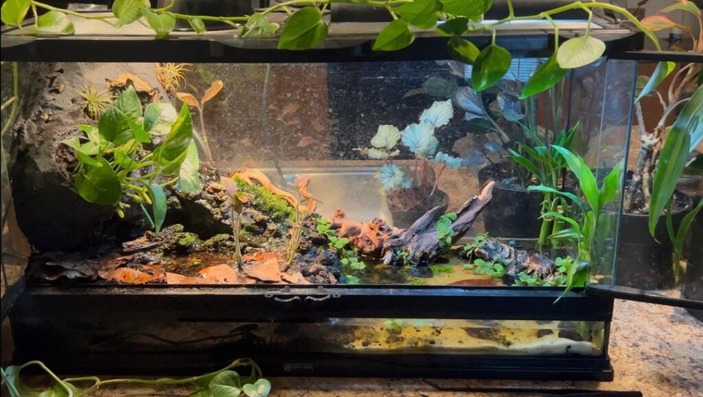Fire-bellied Toad Flooded Waterfall Paludarium