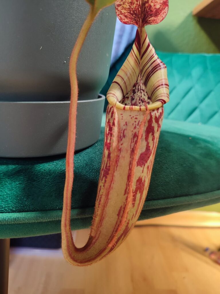 (MollisxVeitchii)x(VeitchiixBurdbidgeae) 1.Pitcher (MollisxVeitchii)x(VeitchiixBurdbidgeae) 1.Pitcher