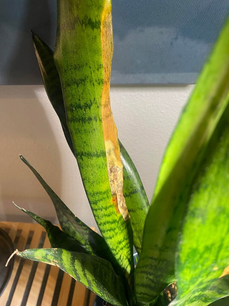 Any idea what’s going on with my snake plant?