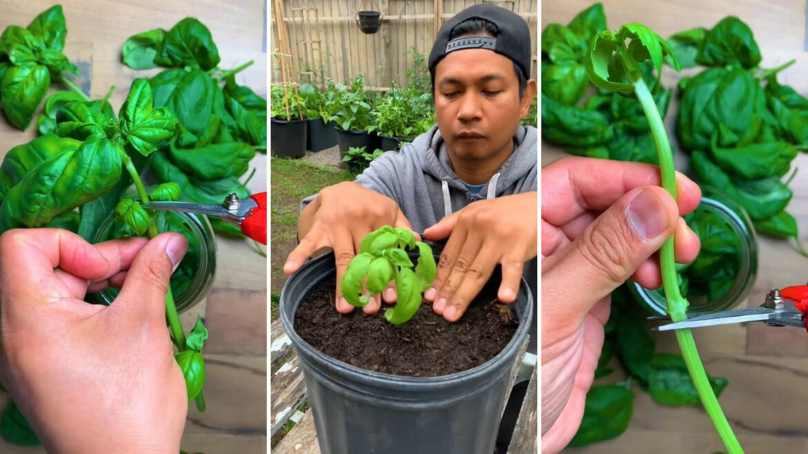 Gardener shares simple hack to grow seemingly endless supply of popular herb: ‘Unlimited’ "Trying this!"