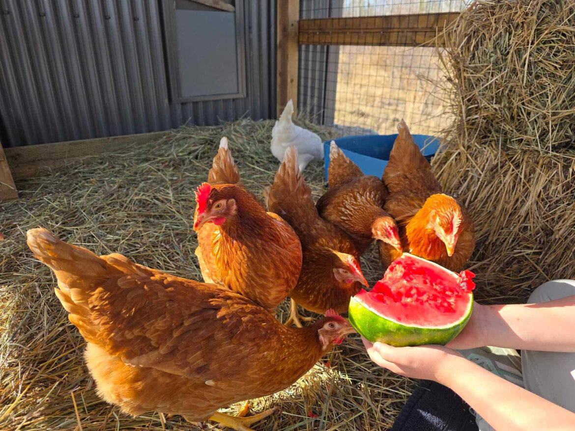 Hay River community garden hosts its first ‘open coop’
