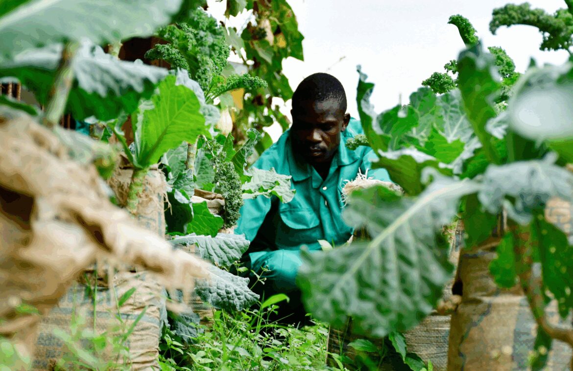 Farm to fork: Five ways Africa is boosting food security Farm to fork: Five ways Africa is boosting food security
