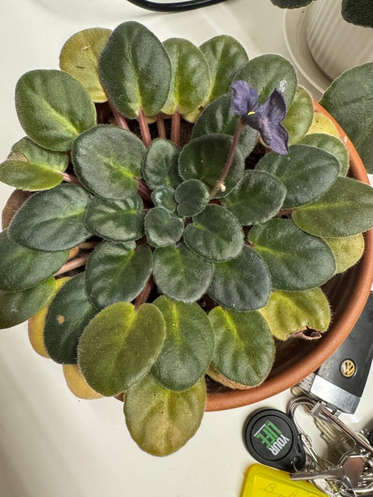 Two plants, two different stories