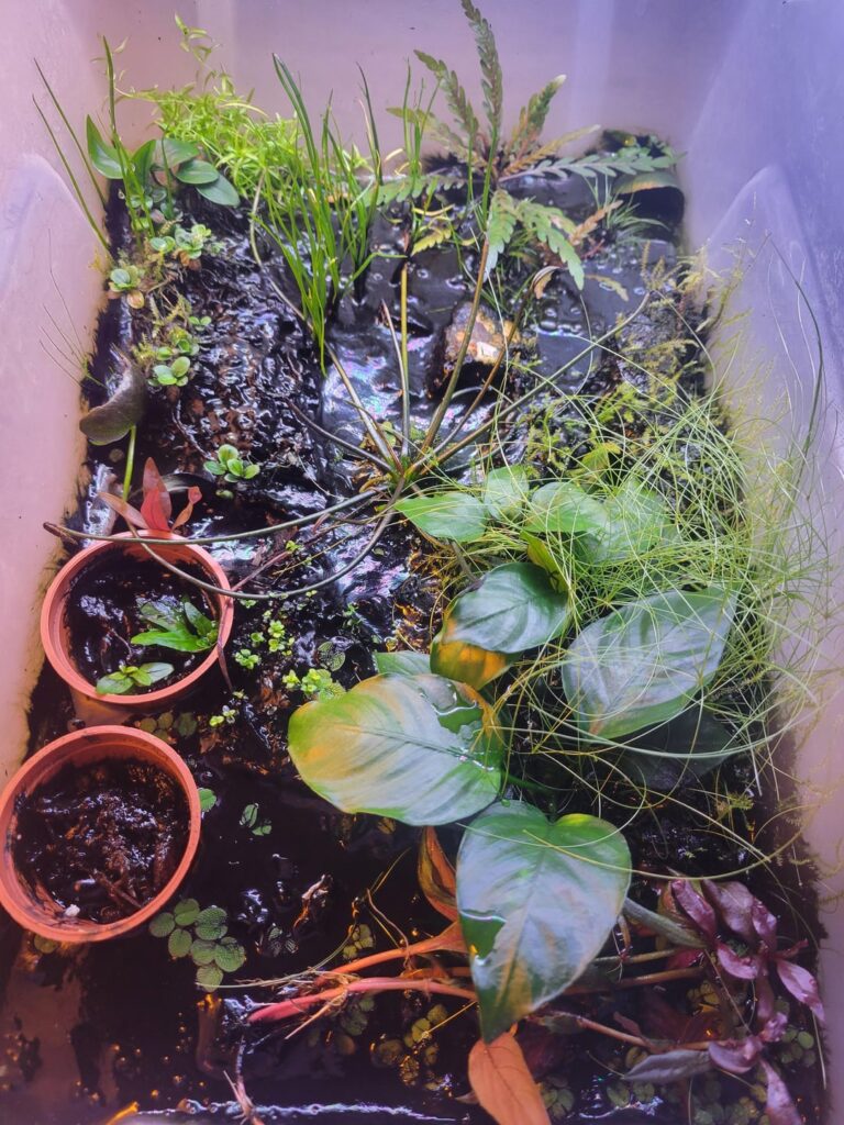 my fav mini terrarium plants so far