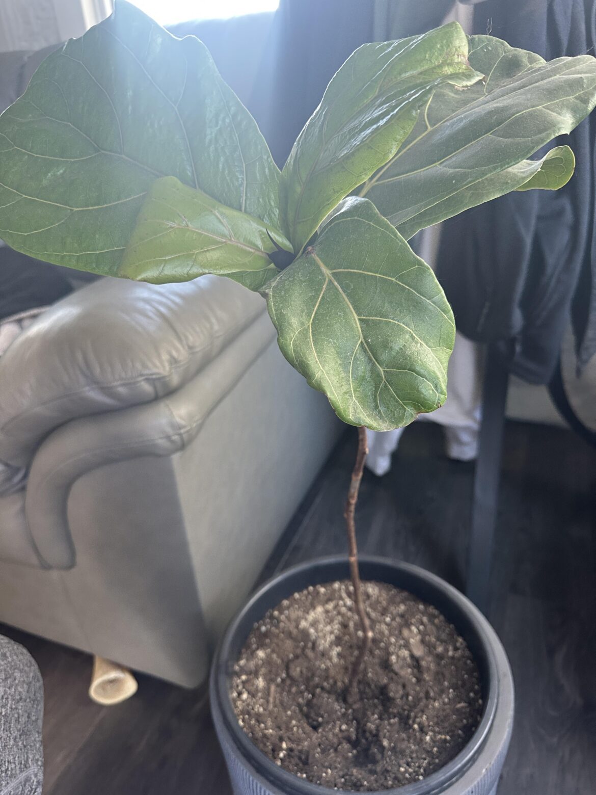 Suggestions for growth