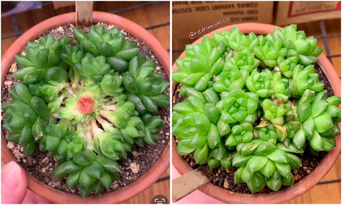 1st ever Haworthia coring progress: June to September