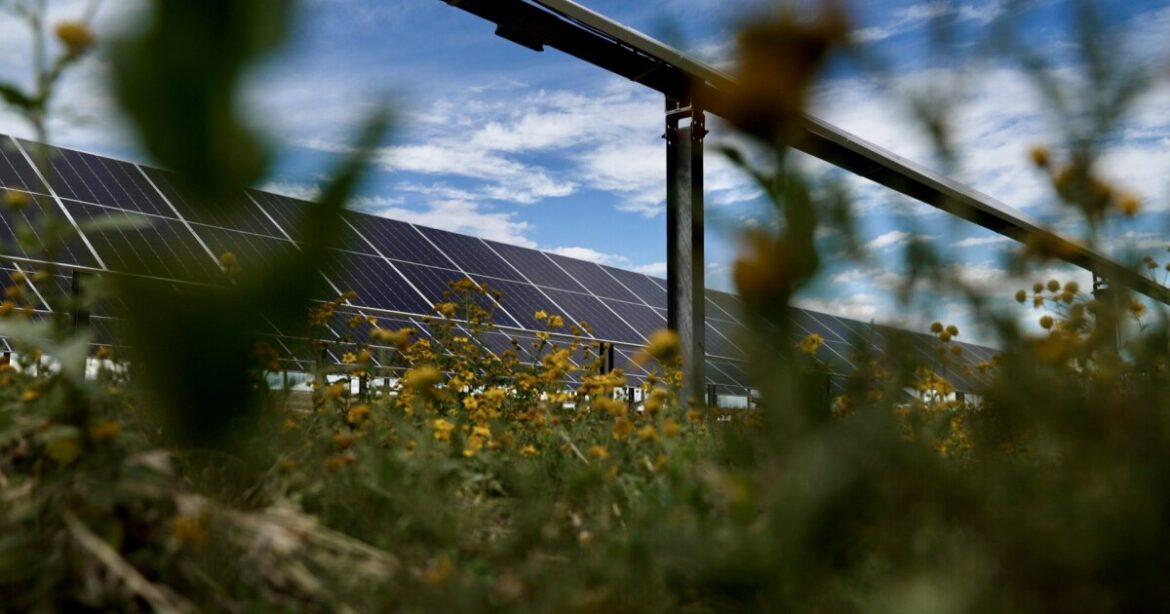Pivot Energy provides a home to pollinators on its Aurora solar garden Pivot Energy provides a home to pollinators on its Aurora solar garden