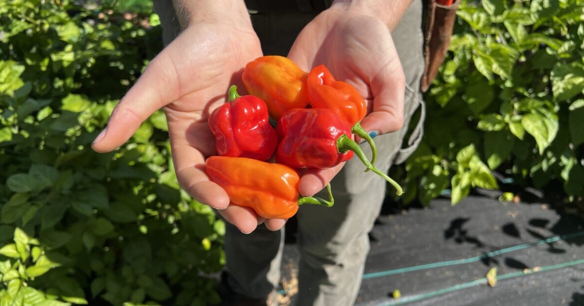 From native passionflower fruit to pears to peppers: How a metropark garden provides produce to pantries