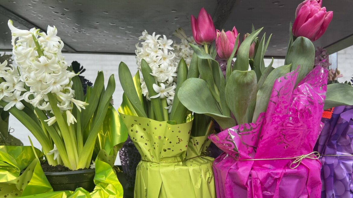 How to force spring bulbs to flower early indoors and brighten winter
