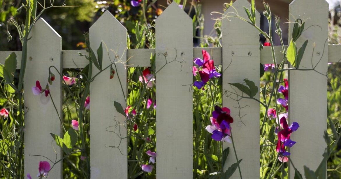 September is the time to plant for winter greens and spring blooms September is the time to plant for winter greens and spring blooms