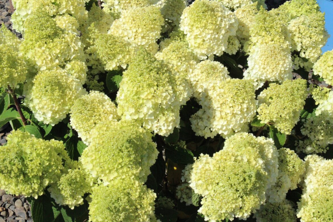 Ask the Master Gardener: Small garden? No problem — we have just the hydrangea for you - Brainerd Dispatch